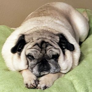 Meet your Posher, Shelly